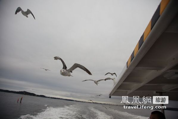 日本松岛游轮出海 海鸥相伴