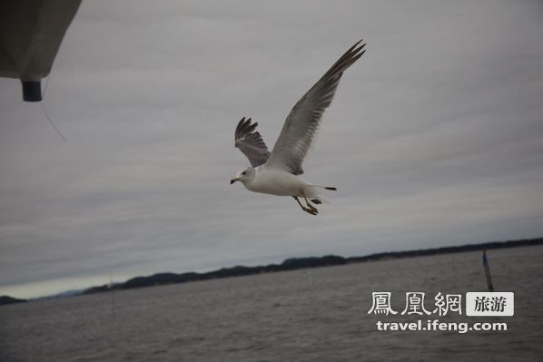 日本松岛游轮出海 海鸥相伴