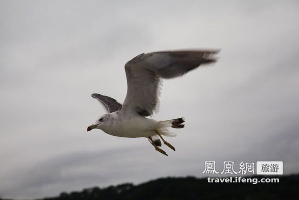 日本松岛游轮出海 海鸥相伴