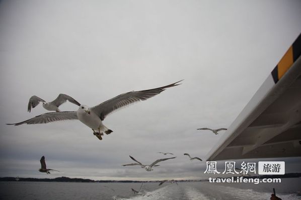 日本松岛游轮出海 海鸥相伴