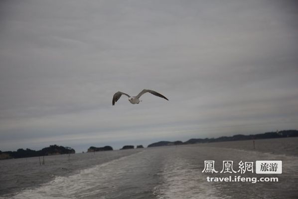 日本松岛游轮出海 海鸥相伴