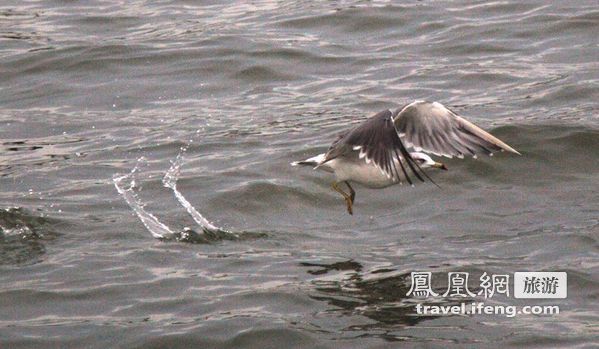 日本松岛游轮出海 海鸥相伴