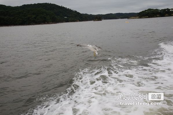 日本松岛游轮出海 海鸥相伴