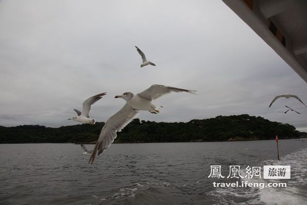 日本松岛游轮出海 海鸥相伴