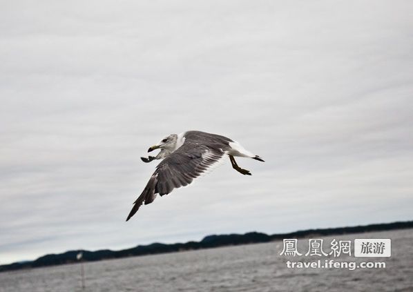 日本松岛游轮出海 海鸥相伴