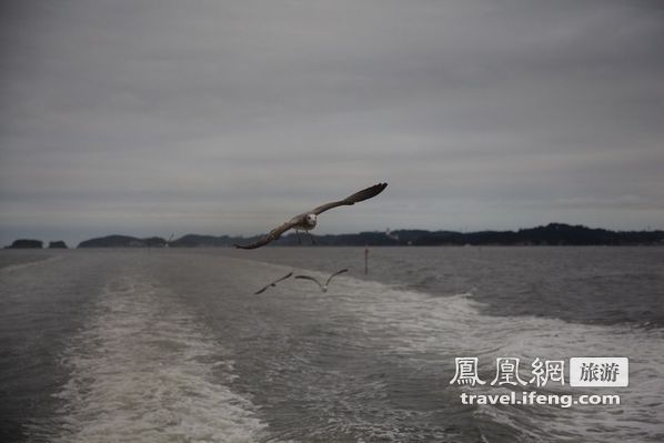 日本松岛游轮出海 海鸥相伴