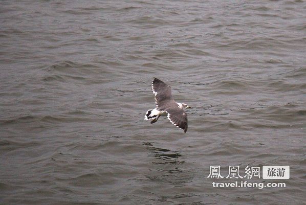 日本松岛游轮出海 海鸥相伴