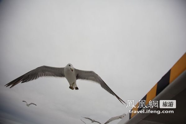 日本松岛游轮出海 海鸥相伴