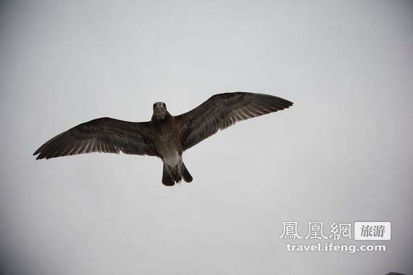 日本松岛游轮出海 海鸥相伴