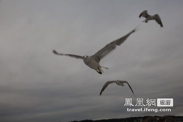 日本松岛游轮出海 海鸥相伴