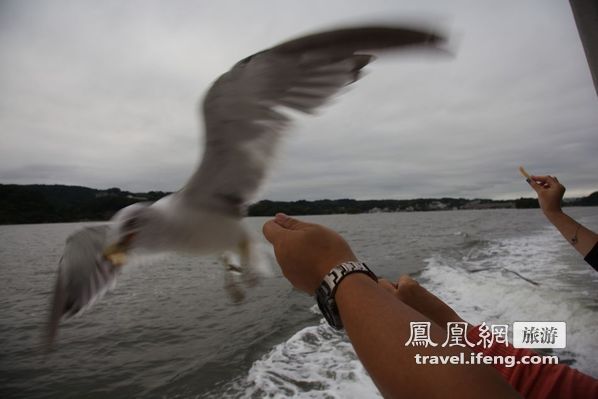 日本松岛游轮出海 海鸥相伴