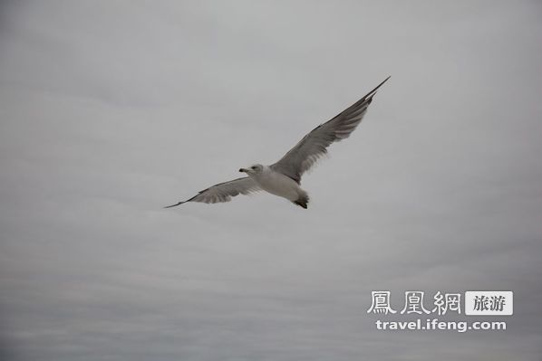 日本松岛游轮出海 海鸥相伴