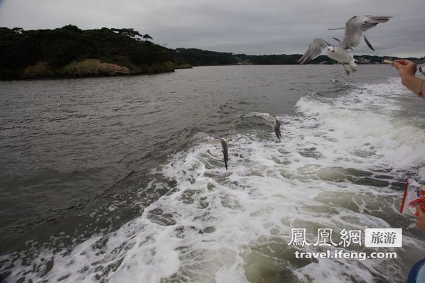 日本松岛游轮出海 海鸥相伴