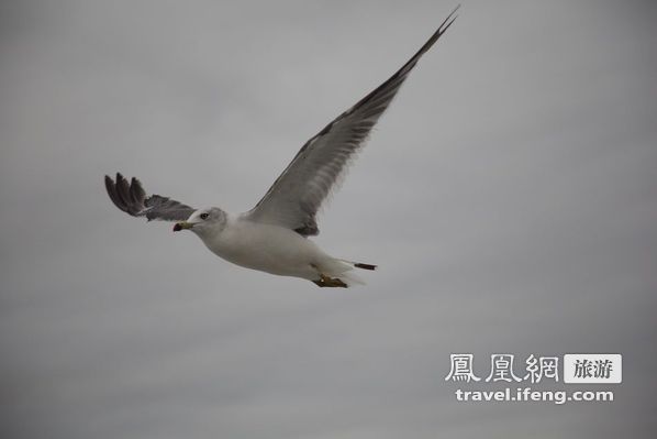 日本松岛游轮出海 海鸥相伴