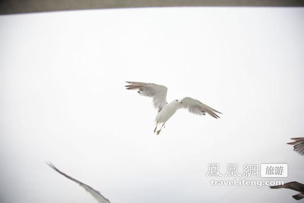 日本松岛游轮出海 海鸥相伴