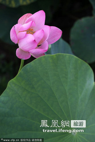 重庆大足千年古墓莲将与游客见面