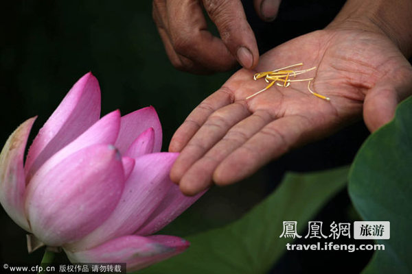 重庆大足千年古墓莲将与游客见面