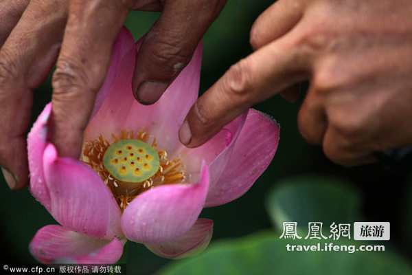 重庆大足千年古墓莲将与游客见面