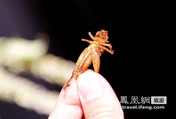 柬埔寨特色美食油炸蚂蚱 你敢吃吗