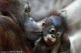 俄罗斯摄影爱好者Olga Dmitrieva在莫斯科动物园里拍摄到了一对猩猩母子既温馨又让人惊羡的一幕：它们所表现出的亲昵行为与人类的相似程度大大超出了我们的想象。