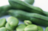 十三、新鲜的蚕豆 　　有的食后会引起过敏性溶血综合病症，出现全身乏力、贫血等症状。 
 