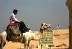 实拍埃及开罗骑警 坐骑骆驼很拉风