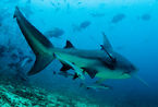 无保护深海潜水喂鲨鱼 最惊险的潜水