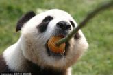 一年一度的中秋佳节，山东省烟台市动物园熊猫馆的工作人员用玉米面、豆粉、竹粉、鸡蛋、苹果、胡萝卜等八种食材精心制作了“八宝月饼”，让大熊猫也能享受中秋快乐。