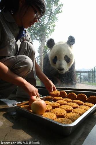 大熊猫兄弟吃“八宝月饼” 过中秋