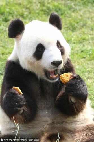 大熊猫兄弟吃“八宝月饼” 过中秋