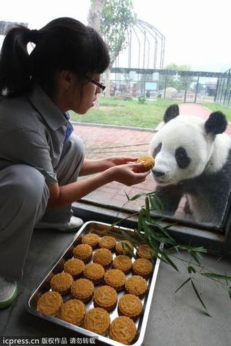 大熊猫兄弟吃“八宝月饼” 过中秋