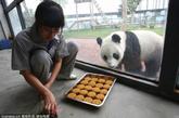 一年一度的中秋佳节，山东省烟台市动物园熊猫馆的工作人员用玉米面、豆粉、竹粉、鸡蛋、苹果、胡萝卜等八种食材精心制作了“八宝月饼”，让大熊猫也能享受中秋快乐。