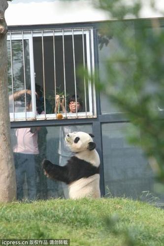 大熊猫兄弟吃“八宝月饼” 过中秋