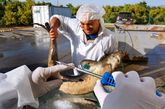当鲟鱼被捕捞上来，在极快的时间内被迅速取卵，筛检清洗。这时，经验丰富的渔夫隆重登场，由他来判断该放多少盐来腌制鱼卵，既要引出鲜味，又不能过咸。鱼卵品质越好，越要少用盐，大约不能超过鱼卵的5%，谓之低盐鱼子酱。