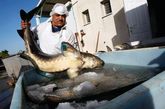 鲟鱼在里海地区每年春秋两季收获；一般认为在春天捕获的鲟鱼可生产出质量较佳的鱼子酱。