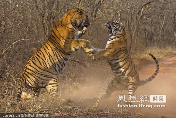 精彩瞬间 雌雄老虎为食物搏命打架
