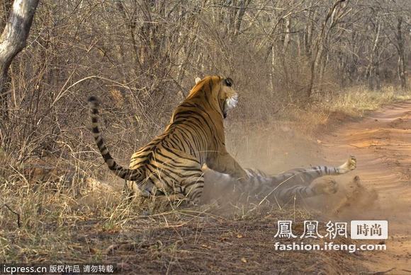 精彩瞬间 雌雄老虎为食物搏命打架