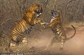 只雄虎偷另外一只年长雌虎的食物时被发现，于是两只老虎便打了起来，战况十分激烈，最后雌虎打败了比她强壮很多的雄虎。