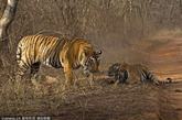 一只雄虎偷另外一只年长雌虎的食物时被发现，于是两只老虎便打了起来，战况十分激烈，最后雌虎打败了比她强壮很多的雄虎。