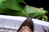 非洲大蜗牛原产于东非马达加斯加，十分贪食、繁殖力强、抗逆性强，可危害100多种草本、木本、藤本植物，对蔬菜、花卉、甘薯、花生会造成严重危害，甚至吃光植物枝叶。