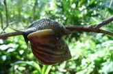 两三只小小的蜗牛居然可以将美国一个州的植物吃个精光？这个可怕的家伙就是非洲蜗牛。据称这种非洲蜗牛的破坏能力比“食人鲳”更甚。