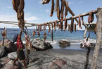 印尼原始渔民捕鲸术 地球上最后的原始渔民