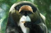 白须长尾猴，价值$7,000 - $10,000

