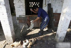 揭秘亚洲血腥的食狗肉文化