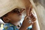 柬埔寨18月幼儿找奶牛当“奶妈”