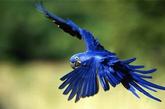 蓝紫金刚鹦鹉(又名“紫蓝金刚鹦鹉”)，价值 $6,500 - 12,000

