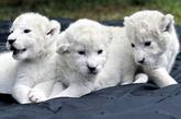 白狮子幼崽，价值$138,000

