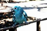 蓝色变种黄颈亚马逊鹦鹉，价值$20,000

