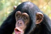 黑猩猩，价值$60,000 - $65,000，堪比一辆法拉利。

