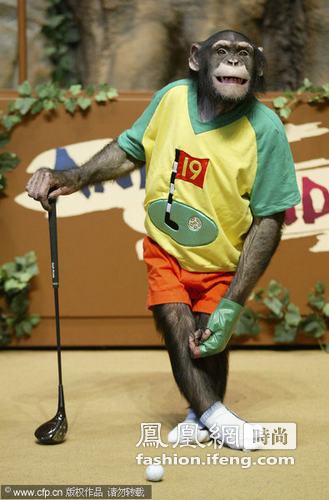 黑猩猩也玩高尔夫 动作帅气十足